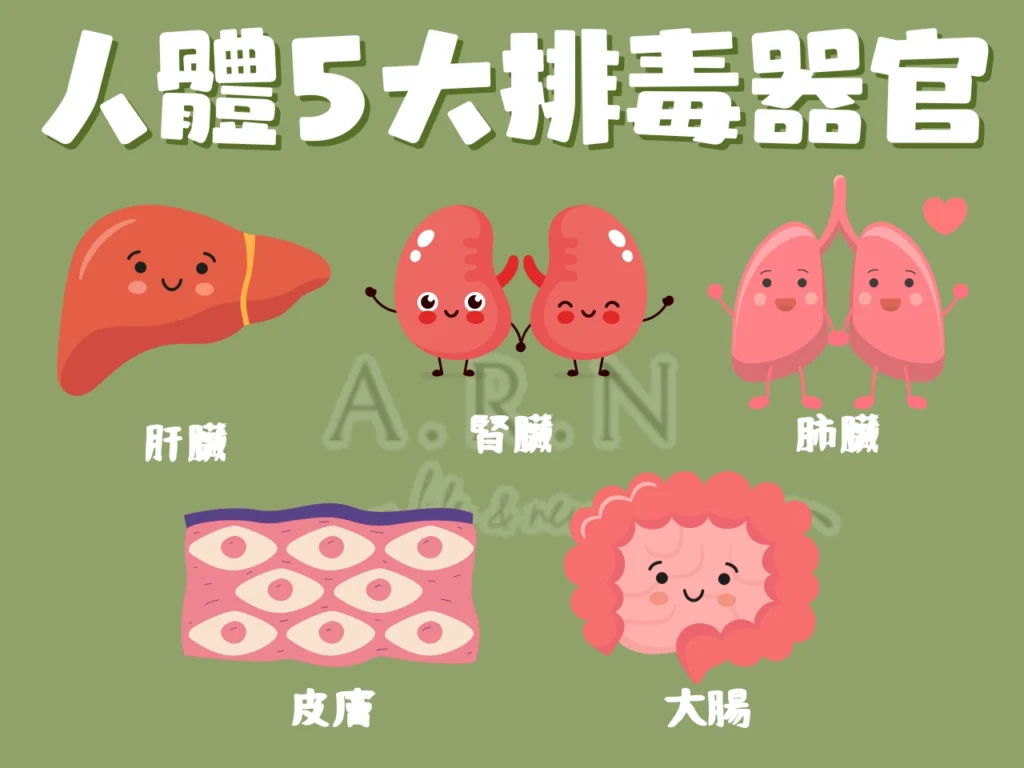 身體排毒方法